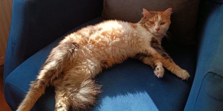 Kedi ya da köpek tüyünden insan ölmez