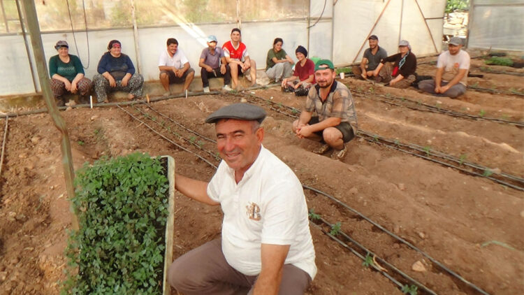 52 bin dönüm alanda 25 bin domates fidesi dikilecek