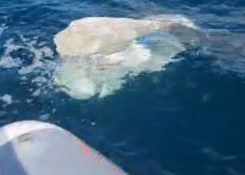 Amasra'da deniz yüzeyinde görülen plastik ve evsel atıklar kirliliğe neden oldu
