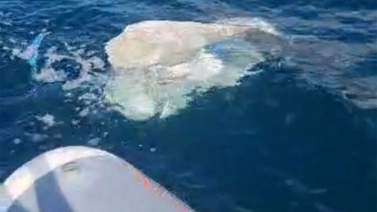 Amasra'da deniz yüzeyinde görülen plastik ve evsel atıklar kirliliğe neden oldu