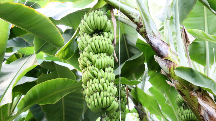 Antalya'da muz sezonunda hasat başladı