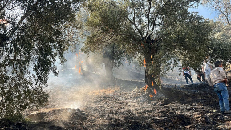 Aydın'da zeytin ağaçlarıyla kaplı tarım arazisi yandı