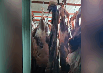 Ahırdaki soğuk hava deposunda bulunan 1,5 ton uygunsuz et imha edildi