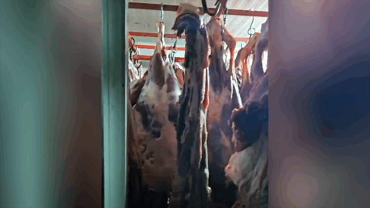 Ahırdaki soğuk hava deposunda bulunan 1,5 ton uygunsuz et imha edildi