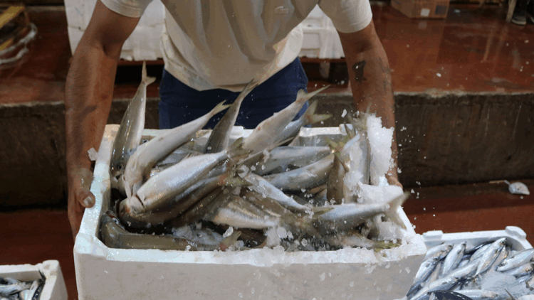 Akdeniz'de av yasağı kalktı; 1 kilo fiyatına 1 kasa balık