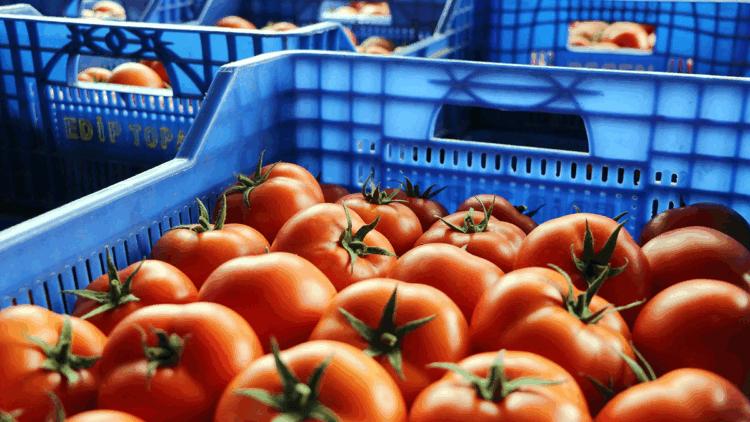 Antalya'da, Ukrayna'nın anti-damping kararının etkileri raporu hazırlandı