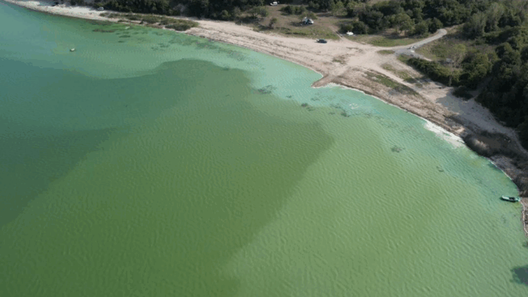 Arnavutköy'de Durugöl'ün yeşile bürünmesi tedirginlik yarattı