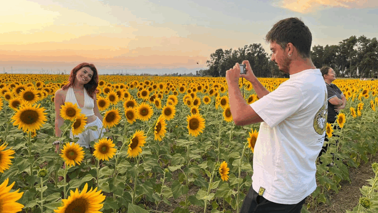 Aydın'da ayçiçeği tarlaları ilgi odağı oldu
