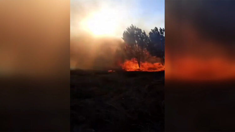 Bursa'nın Mudanya ilçesinde orman yangını