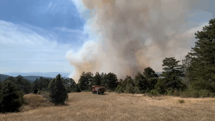 Bursa'daki ormanda yangın