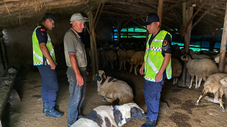Kırşehir'de çalındığı belirtilen 18 küçükbaş bulundu