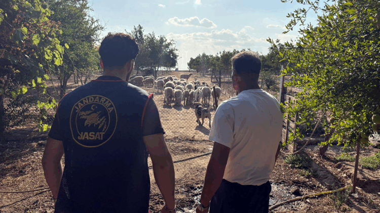 Çalınan koyunlar 50 saatlik görüntü incelenerek bulundu