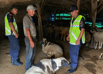 Çalındığı belirtilen 18 küçükbaşı jandarma buldu