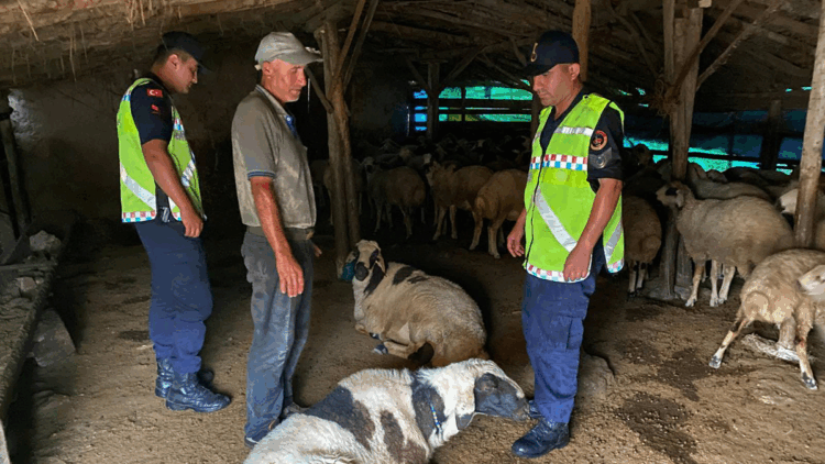 Çalındığı belirtilen 18 küçükbaşı jandarma buldu