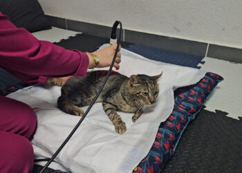 Felç kalan kedi, fizyoterapi ile yürümeye başladı