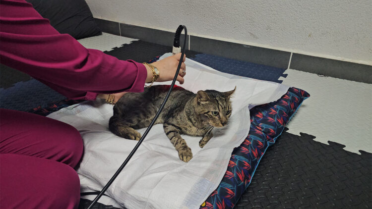 Felç kalan kedi, fizyoterapi ile yürümeye başladı