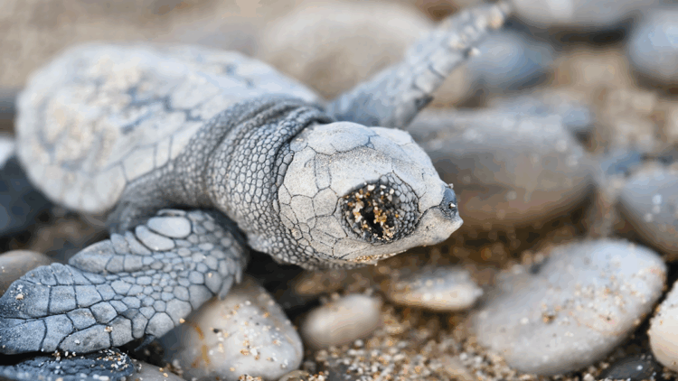 Denize ulaşabilen 232 bin yavru carettadan 500'ü hayatta kalabilecek