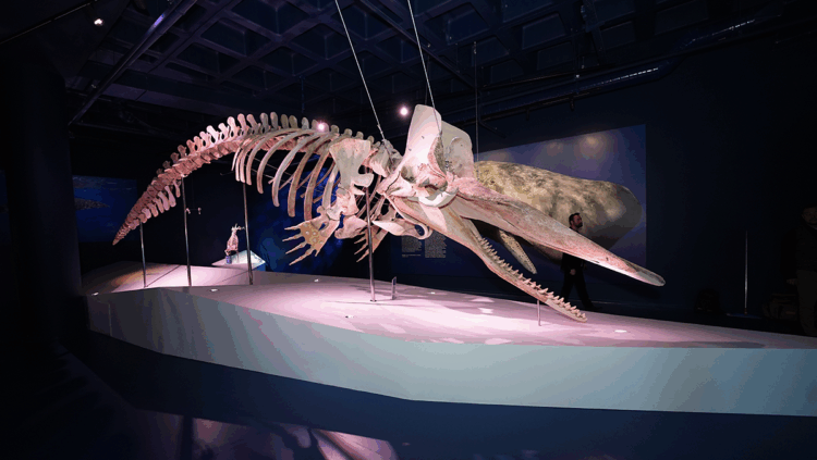 Dev kaşalot, uzun balina ve fok iskeletleri İstanbul Akvaryumu'nda sergileniyor