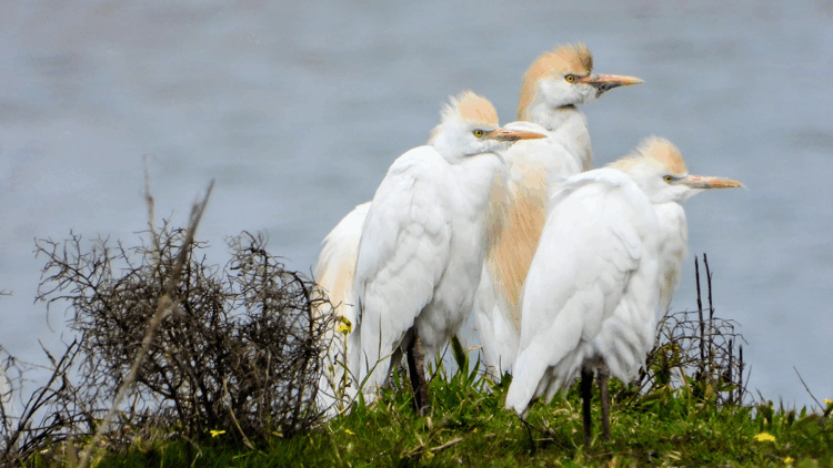 Doğal sit alanı ilan edilen Milleyha Sulak Alanı’nda seyirlik kuş manzaraları