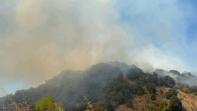 Düzce'de orman yangını çıktı