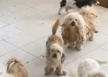 Evde tutulan 20 köpek, şikayet üzerine kurtarıldı