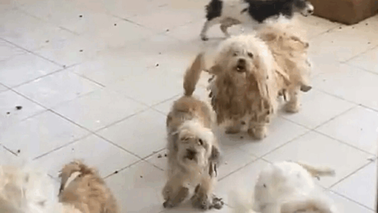 Evde tutulan 20 köpek, şikayet üzerine kurtarıldı