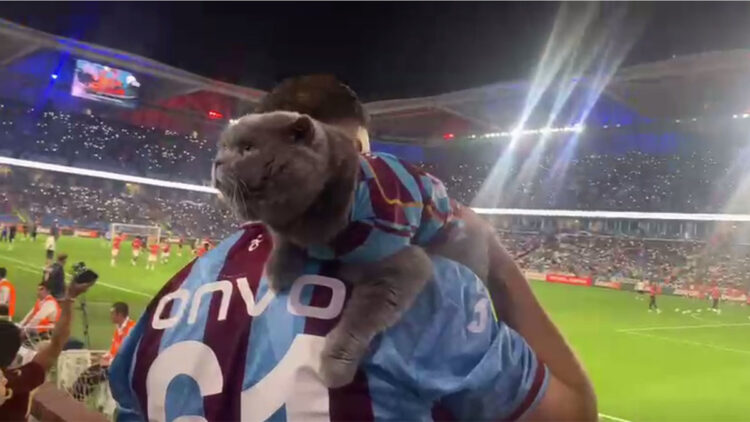 Fanatik kedi Tom'a maç izlemek için stadyum vizesi