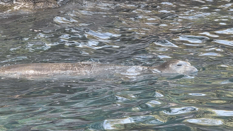 Fethiye'de nesli tükenme tehlikesindeki Akdeniz foku görüntülendi