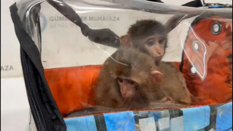 Habur'da 3 şahin ve 2 makak maymunu ele geçirildi