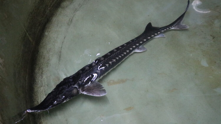 Mersin balığı Bolu'da üretilip dünya pazarına sunulacak