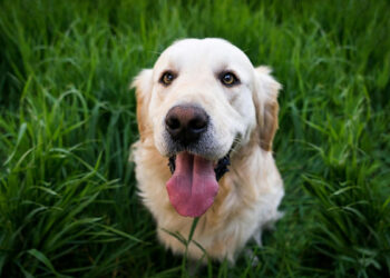 İtalya’da turist köpeklere günlük vergi uygulanacak