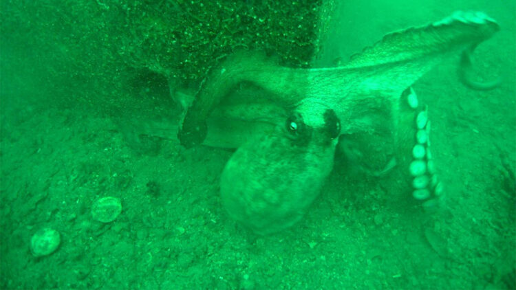 İzmir Körfezi'ne ahtapotlar için yapay resif