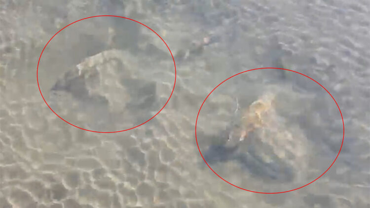 İznik Gölü'nde çok sayıda sütun başlığı bulundu