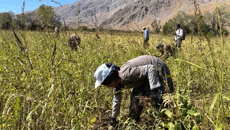 İhraç da edilen Ovacık fasulyesi, kadınların el emeğiyle toplanmaya başladı