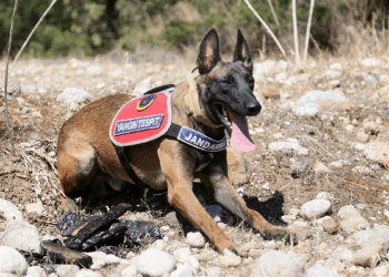 Jandarma köpeği Hane, 'şüpheli yangınların' aydınlatılmasına katkı sağlıyor
