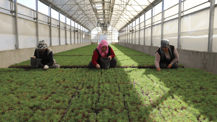 Kayseri'de yetiştirilen fidanlar, yanan orman alanlarını yeşertecek