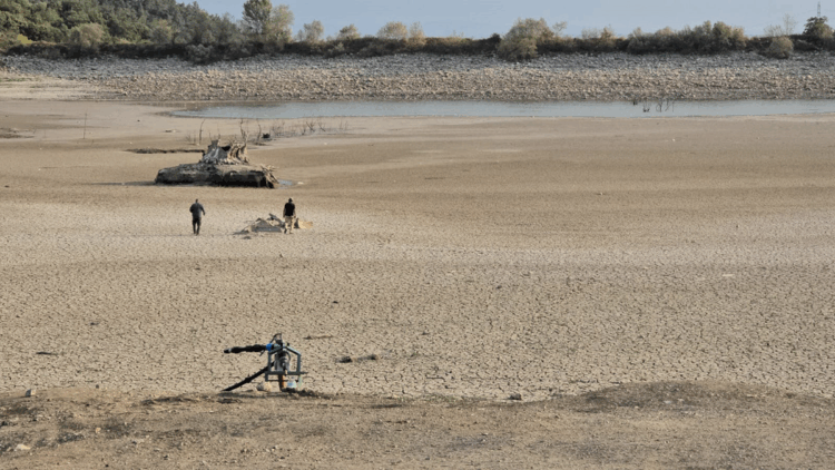 Kuraklık nedeniyle Çınarlı Göleti'nde balık ölümleri arttı 