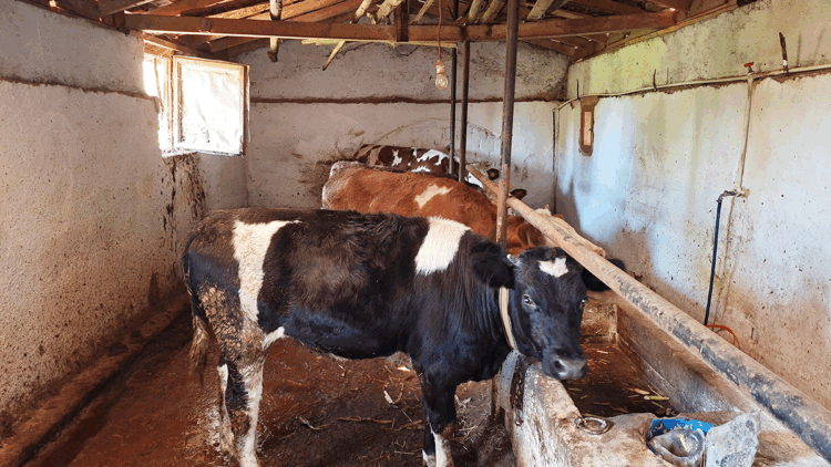 Kütahya'nın Hisarcık ilçesinde şap karantinası