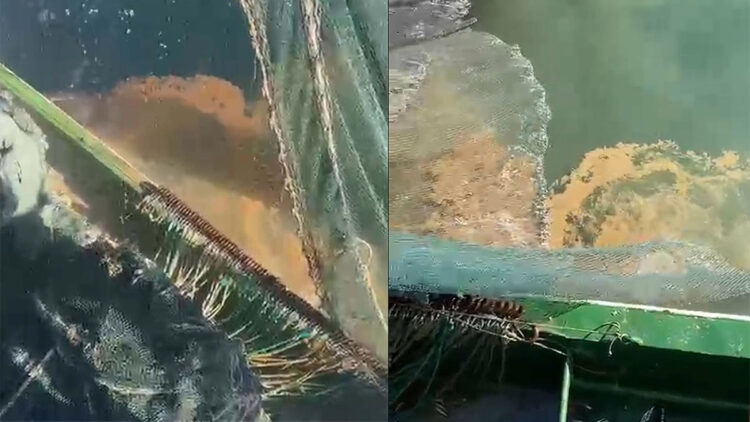 Marmara Denizi'nin güneyinde müsilaj tehdidi