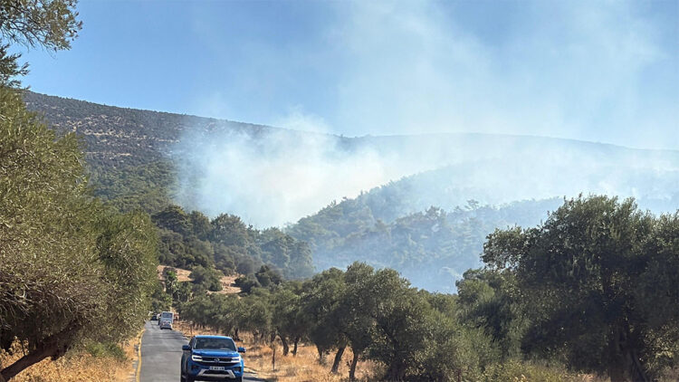 Milas'ta çıkan orman yangını Aydın'a sıçradı
