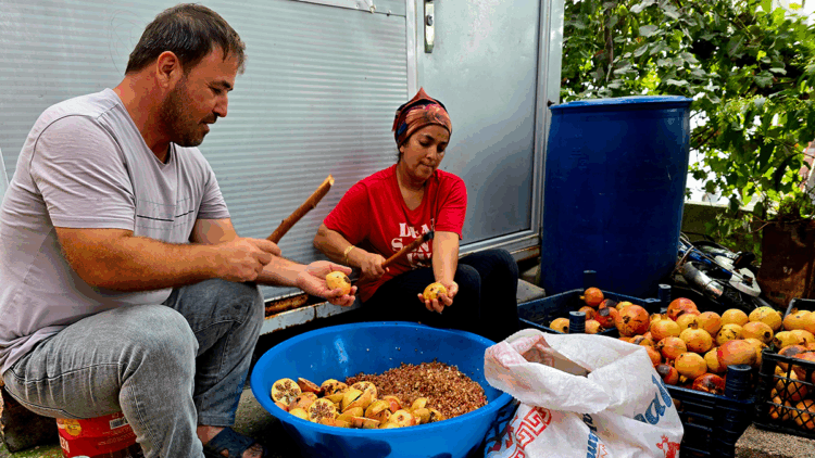 Mahalleliyi birleştiren imece geleneği; nar ekşisi