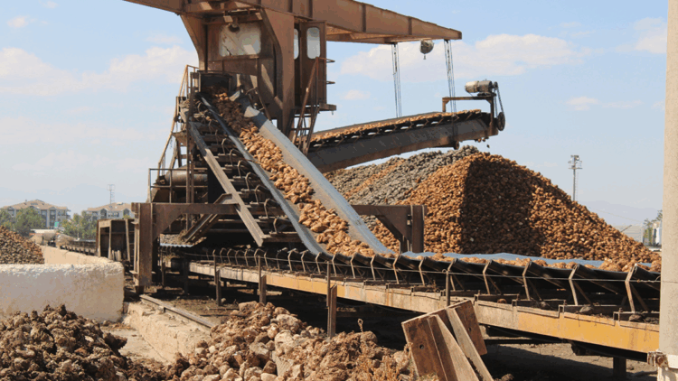 Malatya'da bu yıl 500 bin ton pancar işlenerek 62 bin ton şeker elde edilecek