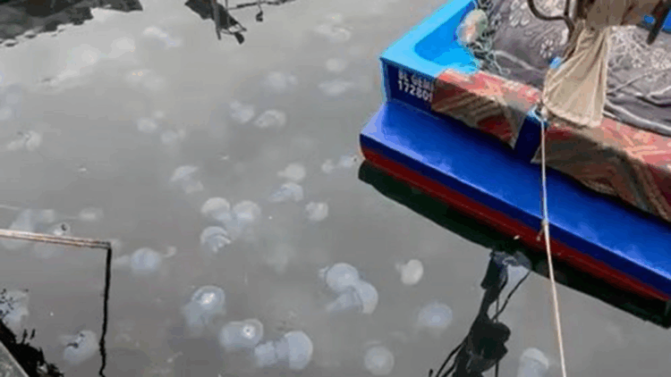 Marmara'da görülen denizanası yoğunluğu müsilajın da habercisi