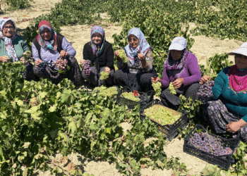 Mersin'de 1400 rakımda üzüm hasadı