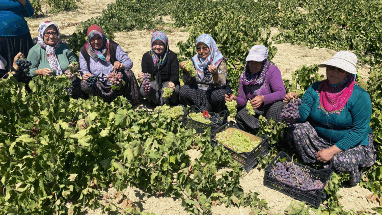 Mersin'de 1400 rakımda üzüm hasadı