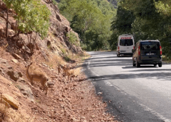 Munzur Vadisi’nde araç ve insan baskısı yaban hayatını tehdit ediyor