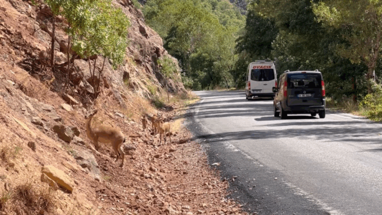 Munzur Vadisi’nde araç ve insan baskısı yaban hayatını tehdit ediyor