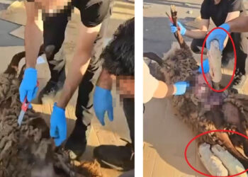Ölü koyunun karnına gizlenmiş uyuşturucu madde ele geçirildi