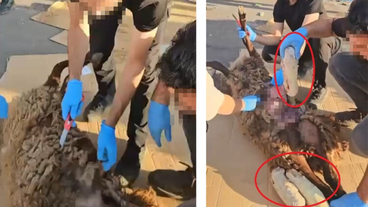 Ölü koyunun karnına gizlenmiş uyuşturucu madde ele geçirildi