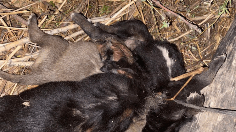 Troya'da 4 bin 500 yıllık altın broş gün yüzüne çıkarıldı